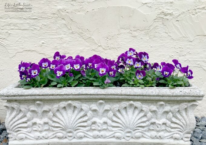 These DIY Spring to Summer Pansy Planters are the the perfect garden DIY to brighten your deck, patio or garden. Get the kids involved to make this a fun, family activity. 