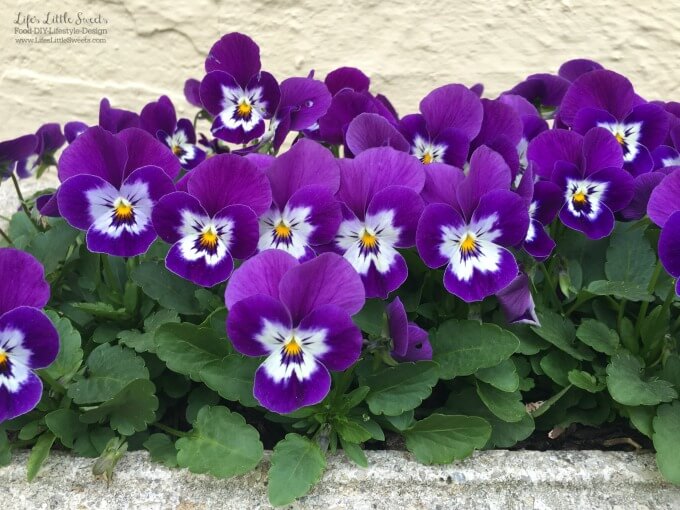 These DIY Spring to Summer Pansy Planters are the the perfect garden DIY to brighten your deck, patio or garden. Get the kids involved to make this a fun, family activity. 