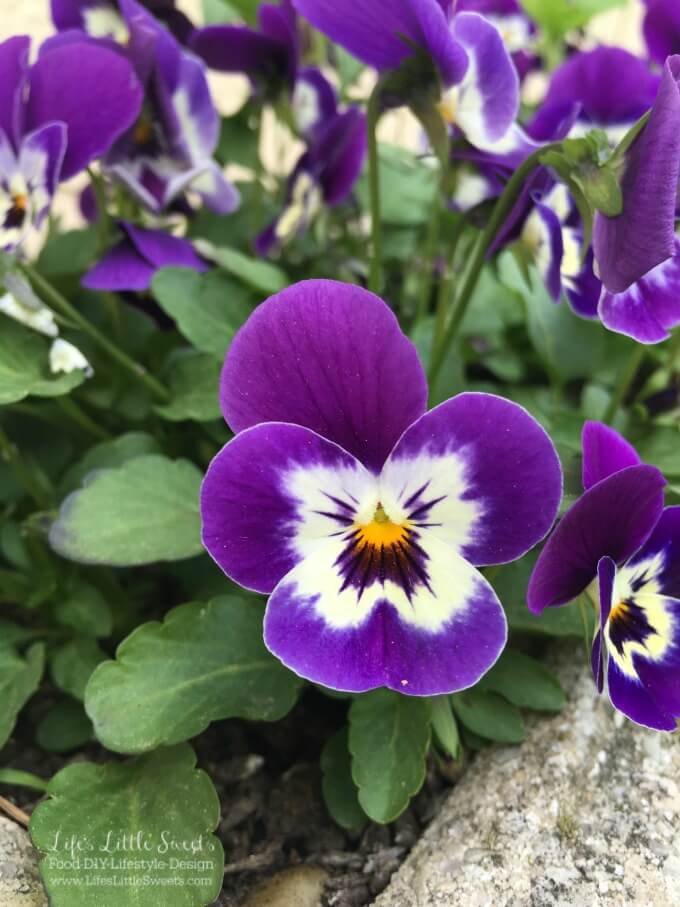 These DIY Spring to Summer Pansy Planters are the the perfect garden DIY to brighten your deck, patio or garden. Get the kids involved to make this a fun, family activity. 