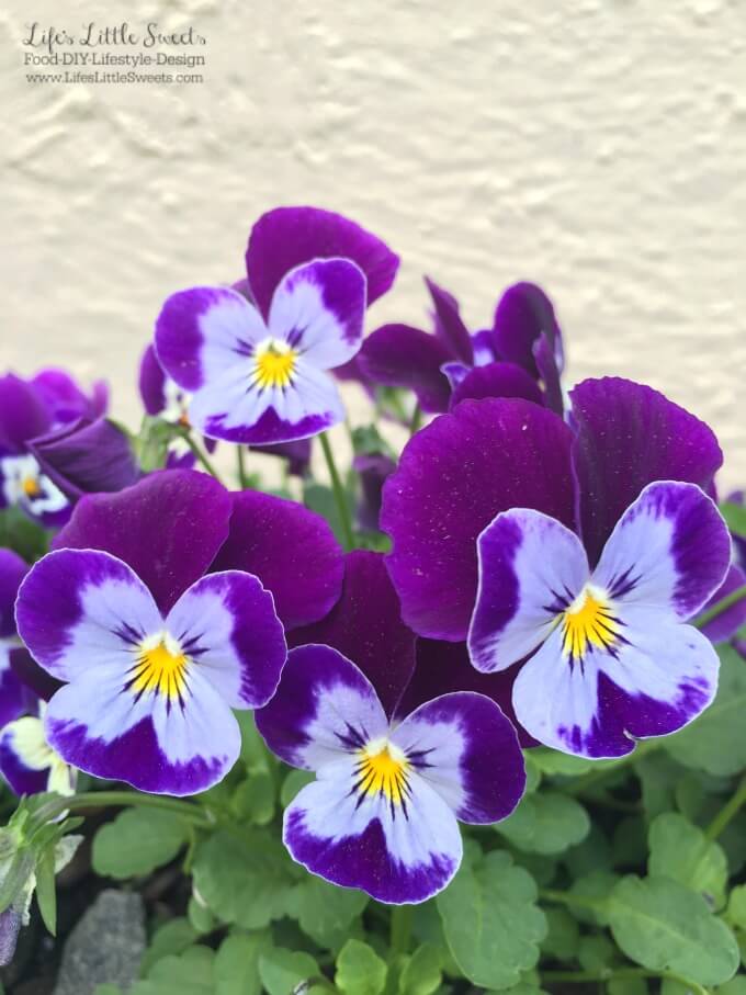 These DIY Spring to Summer Pansy Planters are the the perfect garden DIY to brighten your deck, patio or garden. Get the kids involved to make this a fun, family activity. 