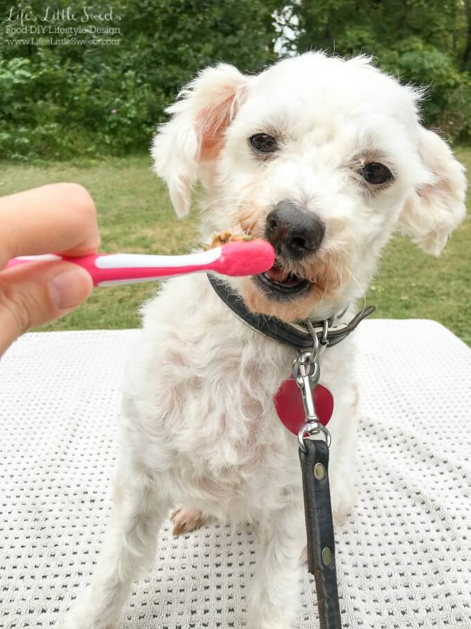  ?Meet my dog Chloe! She's a miniature poodle and will be demonstrating How to Brush Your Dog's Teeth! She enjoys Purina DentaLife chews as apart of her dental care. #ad #BestPawForward #CollectiveBias @BeyondPetFood