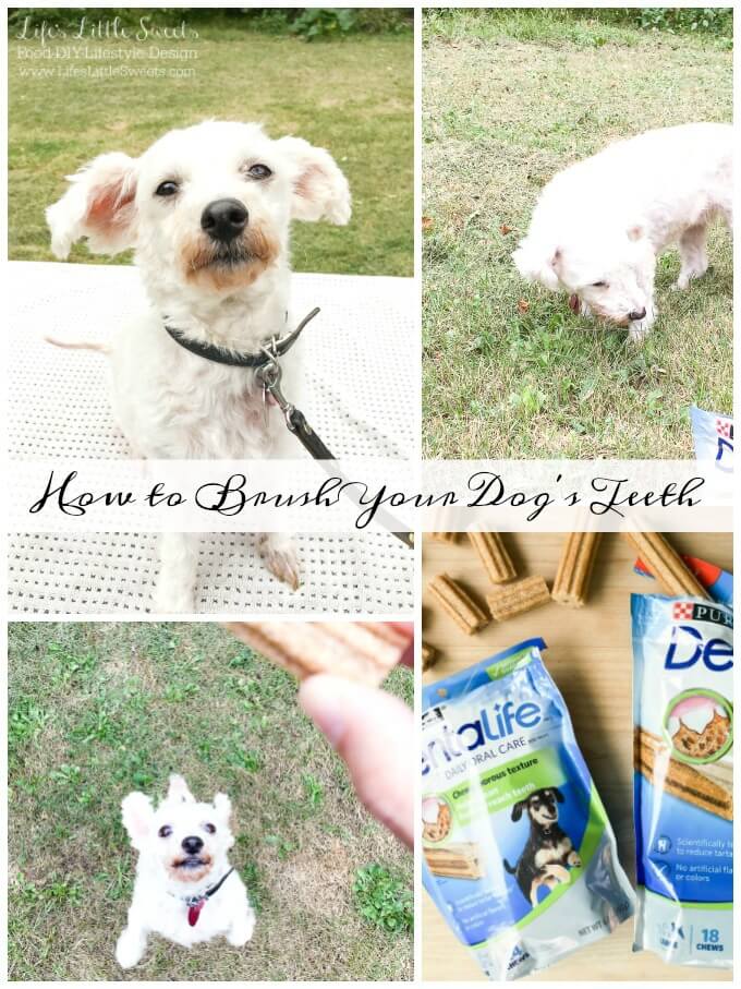 ?Meet my dog Chloe! She's a miniature poodle and will be demonstrating How to Brush Your Dog's Teeth! She enjoys Purina DentaLife chews as apart of her dental care. #ad #BestPawForward #CollectiveBias @BeyondPetFood