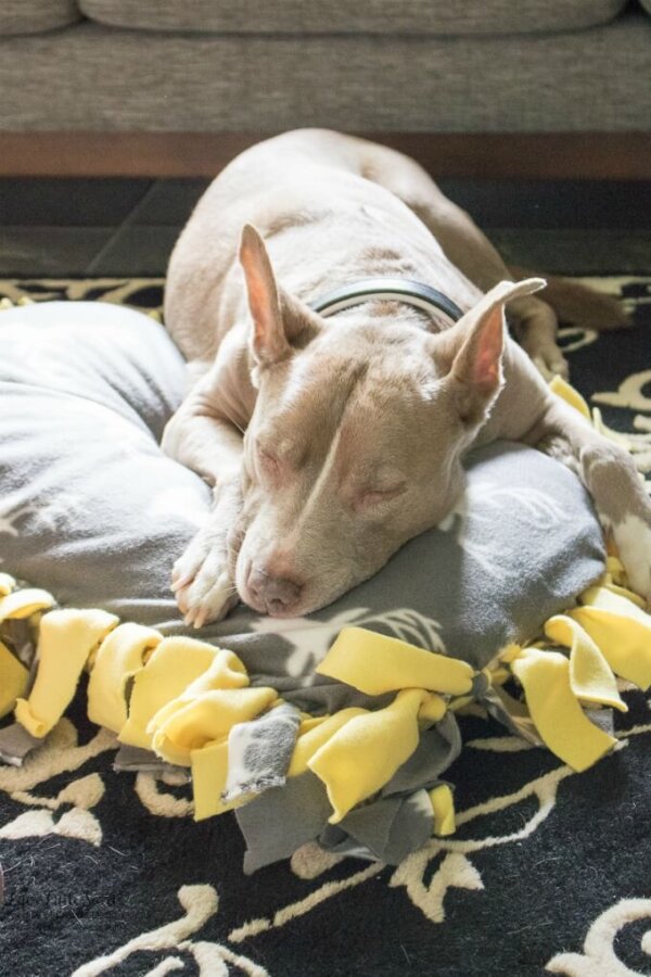 DIY NoSew Fleece Dog Bed Fleece, Standard Pillow Life's Little Sweets