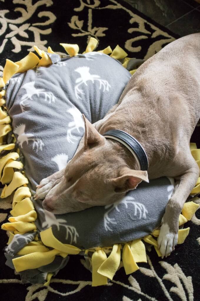 DIY No-Sew Fleece Dog Bed www.LifesLittleSweets.com