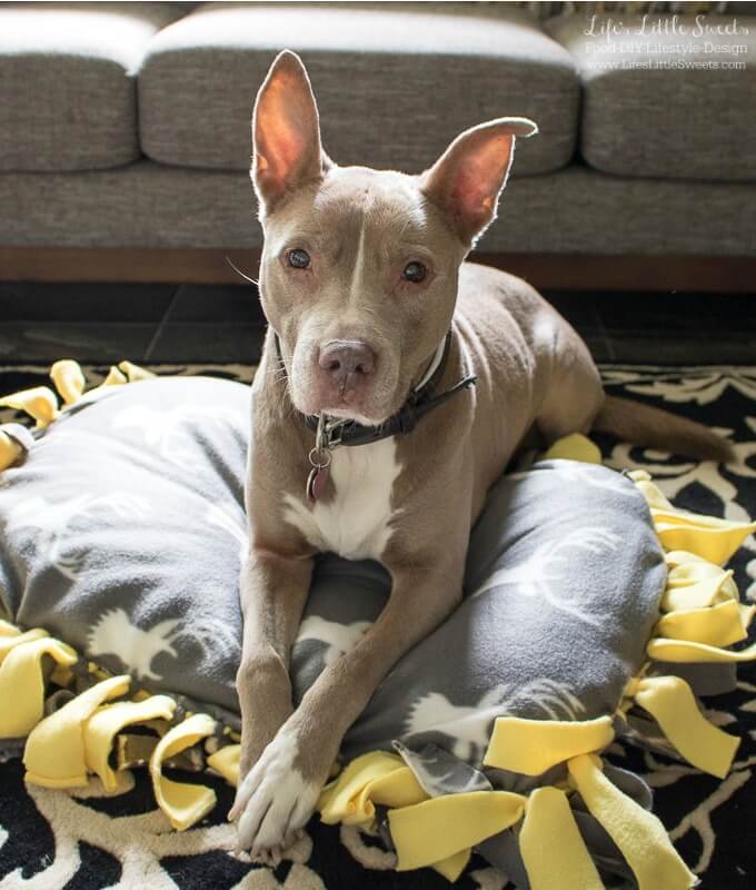 DIY No-Sew Fleece Dog Bed www.LifesLittleSweets.com