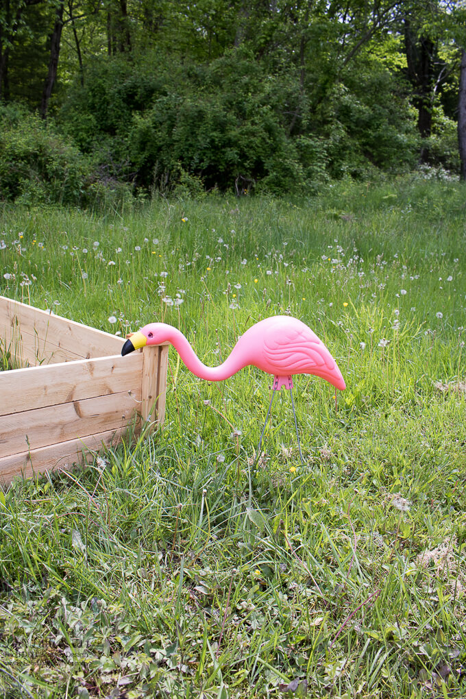 7. Our Pink Flamingo | 2017 Garden Goals – I am sharing my 2017 Garden Goals and there are many; this is the year that I am going to get all those garden plans I’ve been thinking about done. Check them out below!