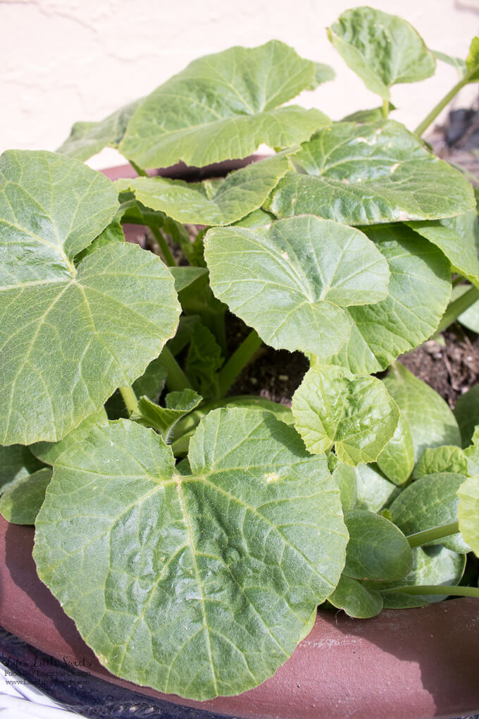 3. Squash seeds that sprouted in one of our patio pots, we would like to replant them in the raised garden bed | 2017 Garden Goals – I am sharing my 2017 Garden Goals and there are many; this is the year that I am going to get all those garden plans I’ve been thinking about done. Check them out below!