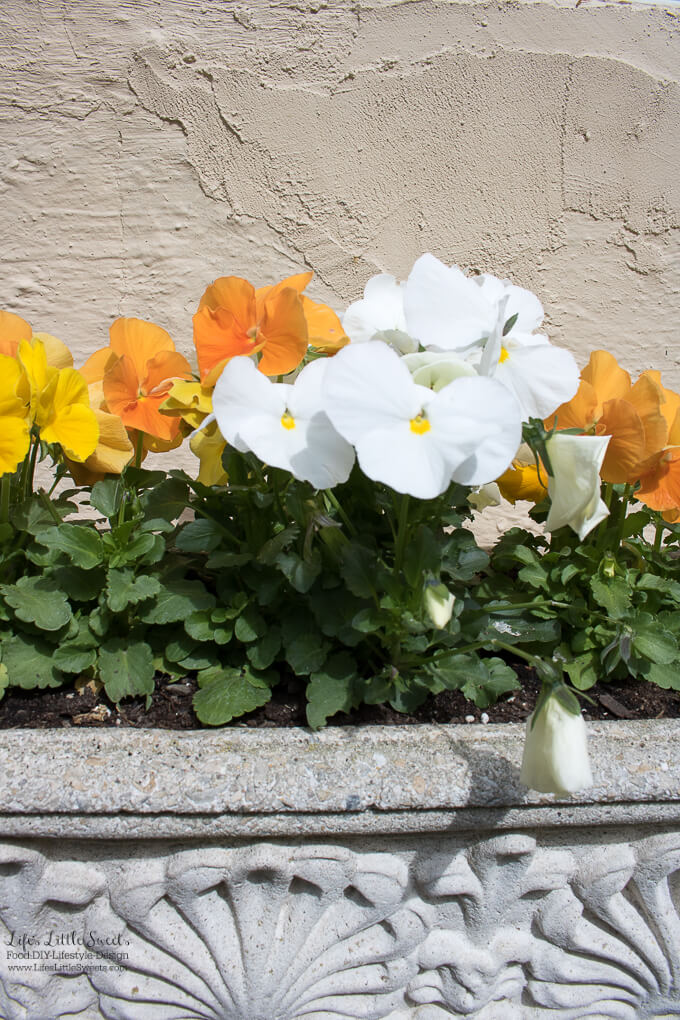 6. Citrus Pansies | 2017 Garden Goals – I am sharing my 2017 Garden Goals and there are many; this is the year that I am going to get all those garden plans I’ve been thinking about done. Check them out below!