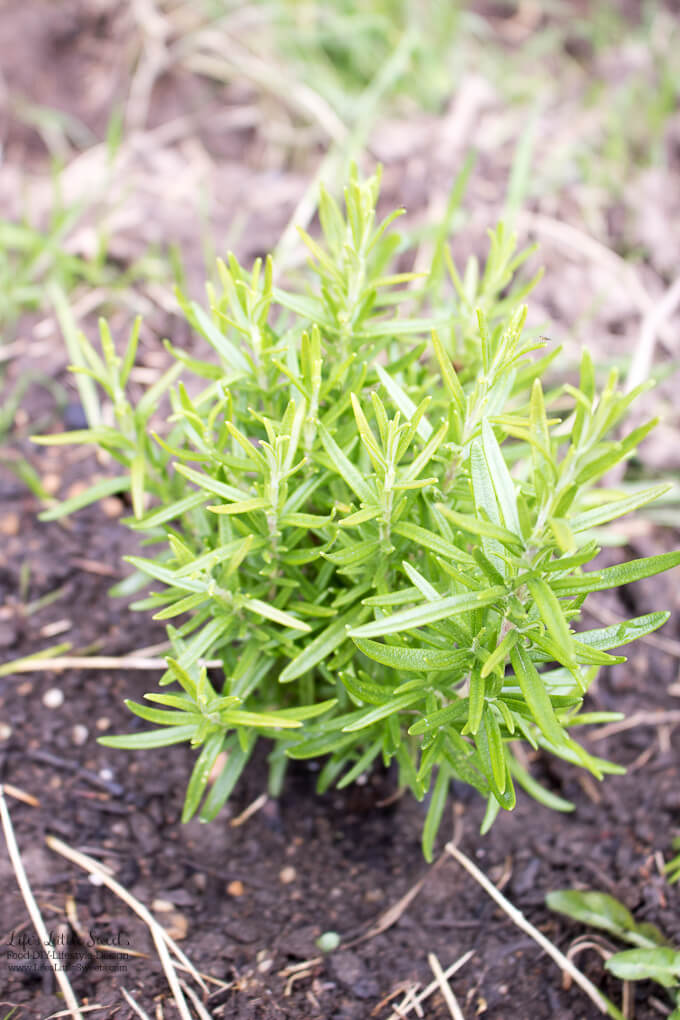 5. Rosemary Plant | Spring Garden Update Week of 5.22.2017 www.lifeslittlesweets.com