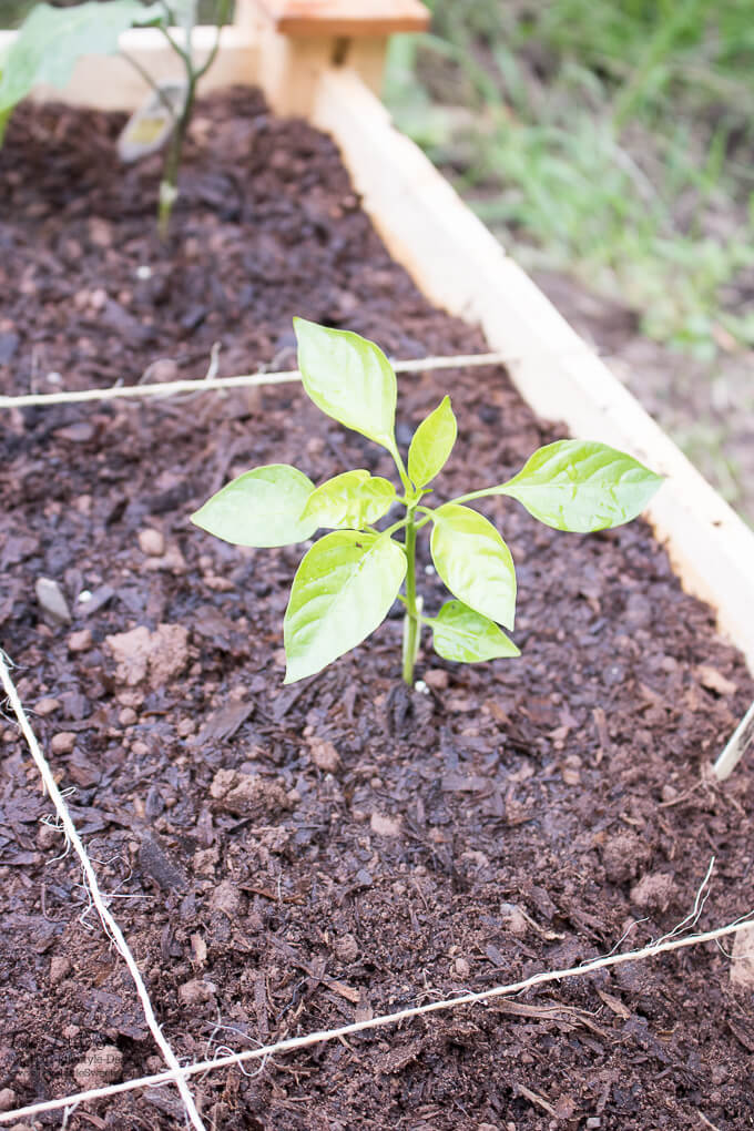 1. Pepper plant | Spring Garden Update Week of 5.22.2017 www.lifeslittlesweets.com