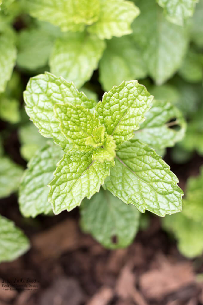 #Ad - Mint in the garden | This Fresh Mint Tea recipe is light, so easy to prepare and delicious to enjoy. All you need is fresh mint leaves, boiling water and a few minutes and then you can be some Fresh Mint Tea! Enjoy hot or cold. #ForWhatMattersMost #CollectiveBias @target @TYLENOL www.lifeslittlesweets.com #freshmint #tea #recipe #hottea #mint #minttea #icedtea