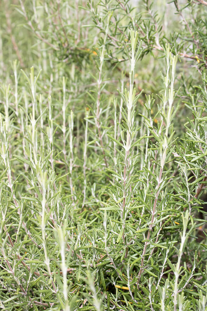 rosemary growing outside