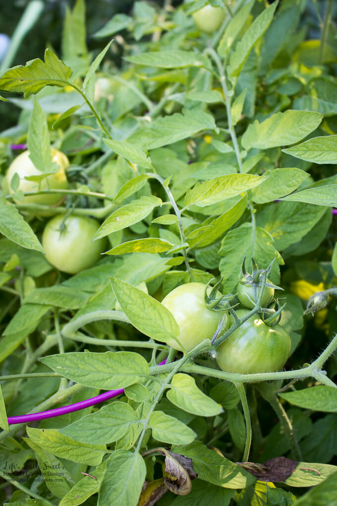September Garden Update - tomatoes