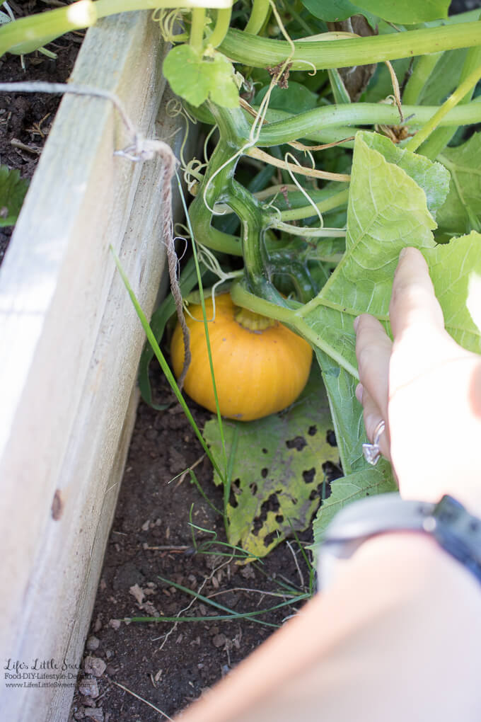 September Garden Update - pumpkin