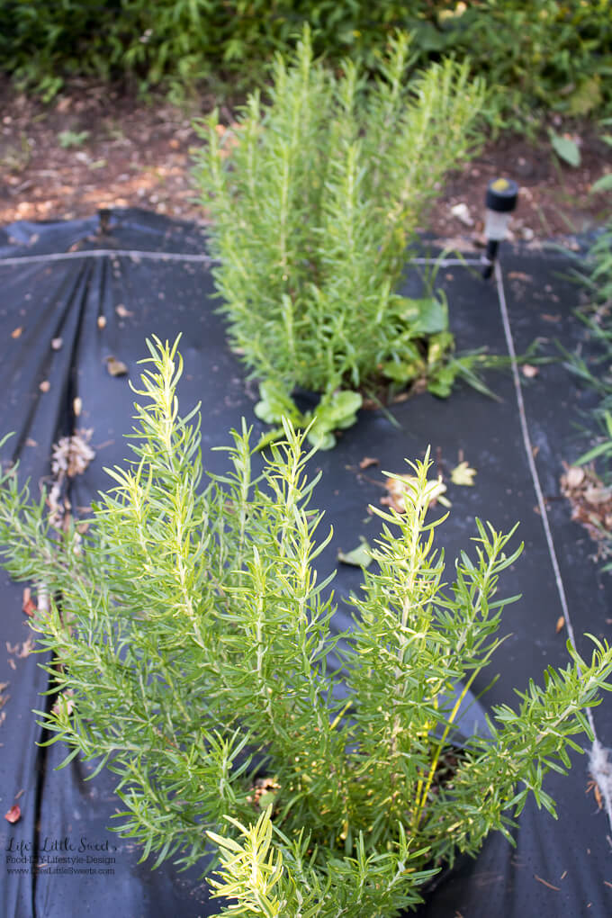 rosemary growing outside