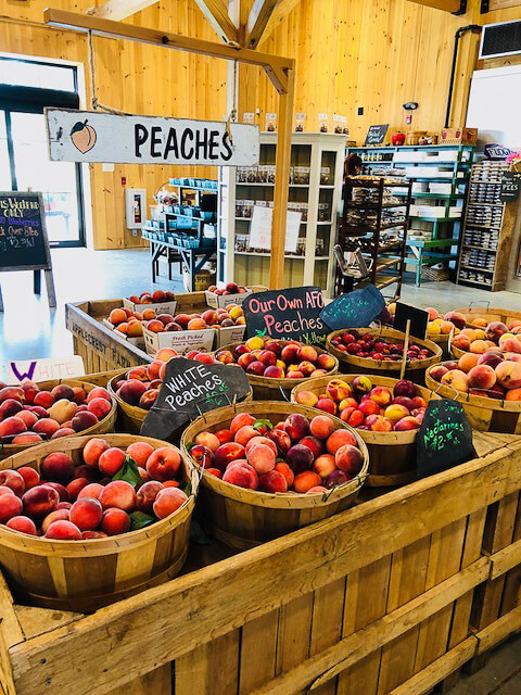ripe Peaches at Applecrest Farms Hampton Falls New Hampshire