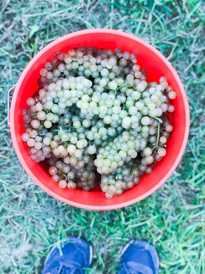 2018 Chardonnay Grape Harvest #harvest #grapeharvest #njvineyard #vineyard #Chardonnay #mjclovisvineyard