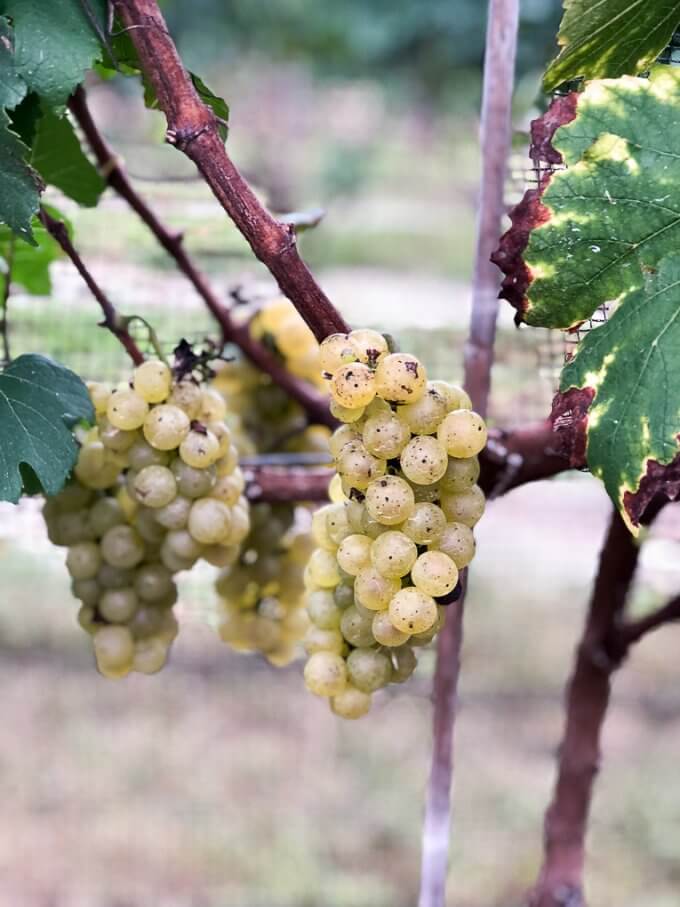 2018 Chardonnay Grape Harvest #harvest #grapeharvest #njvineyard #vineyard #Chardonnay #mjclovisvineyard