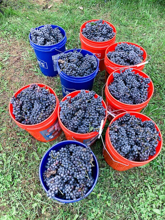 2018 Cabernet Franc Grape Harvest