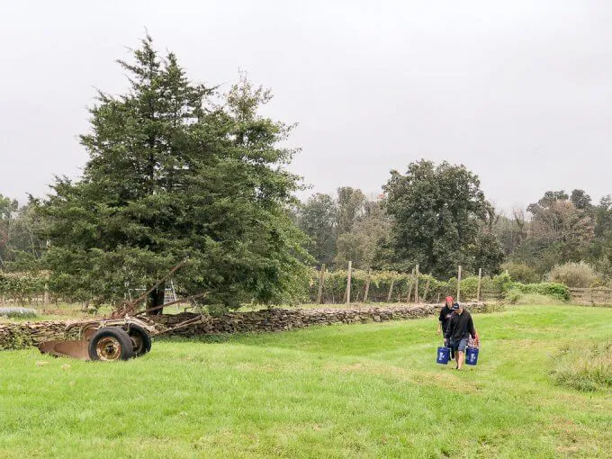 2018 Cabernet Franc Grape Harvest