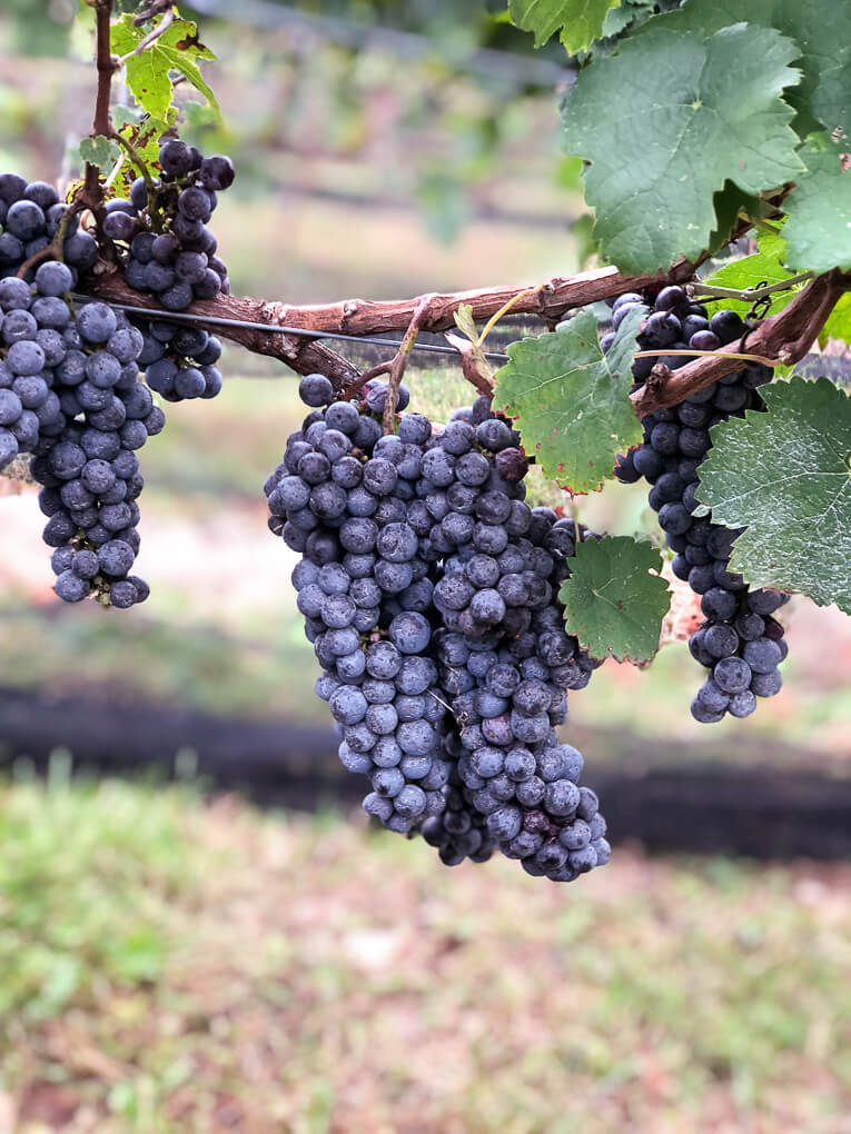 2018 Cabernet Franc Grape Harvest