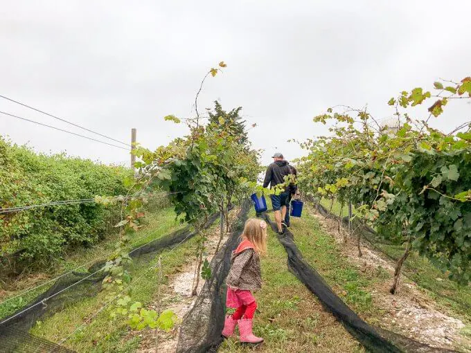 2018 Cabernet Franc Grape Harvest