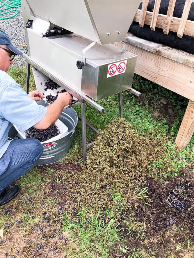 2018 Cabernet Franc Grape Harvest