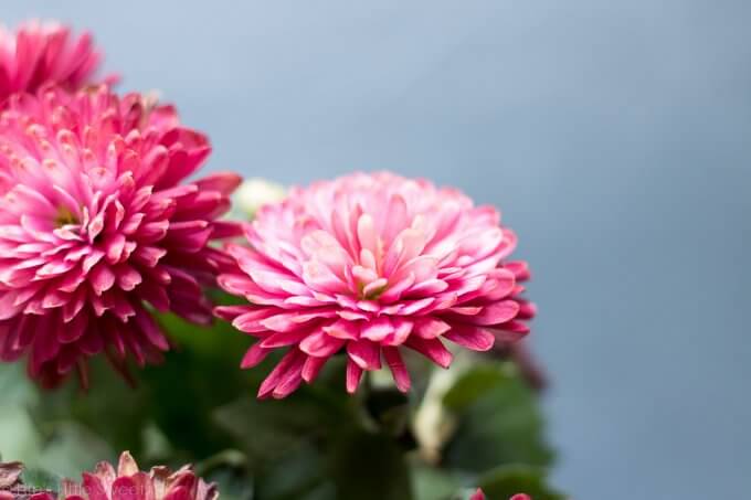 hearty mums in pink