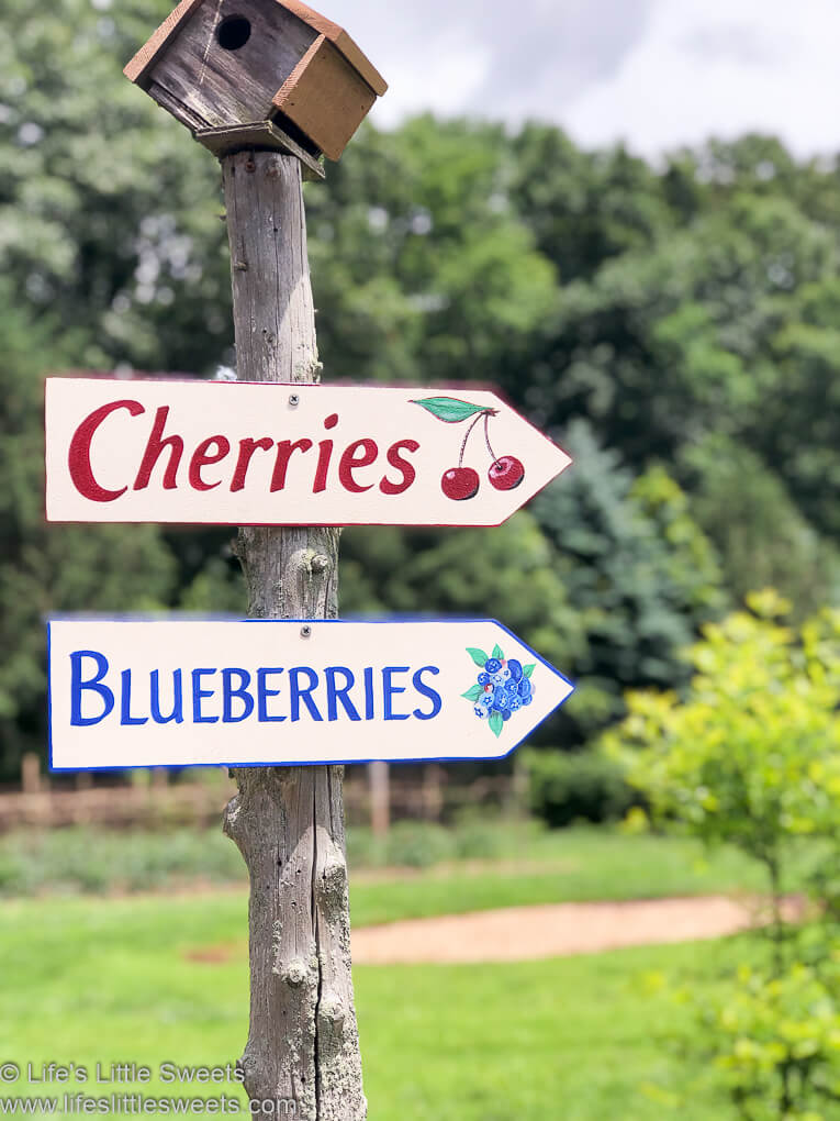 Pick Your Own Sour Cherries and Blueberries at Solebury Orchards www.lifeslittlesweets.com 680x1020