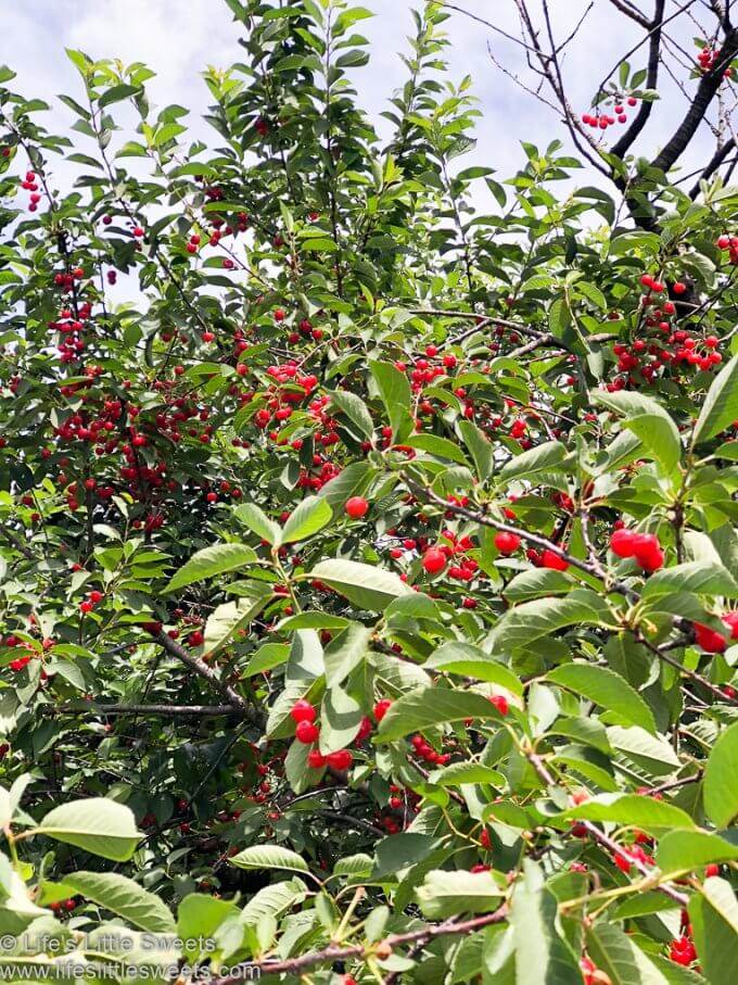Pick Your Own Sour Cherries and Blueberries at Solebury Orchards www.lifeslittlesweets.com 680x1020