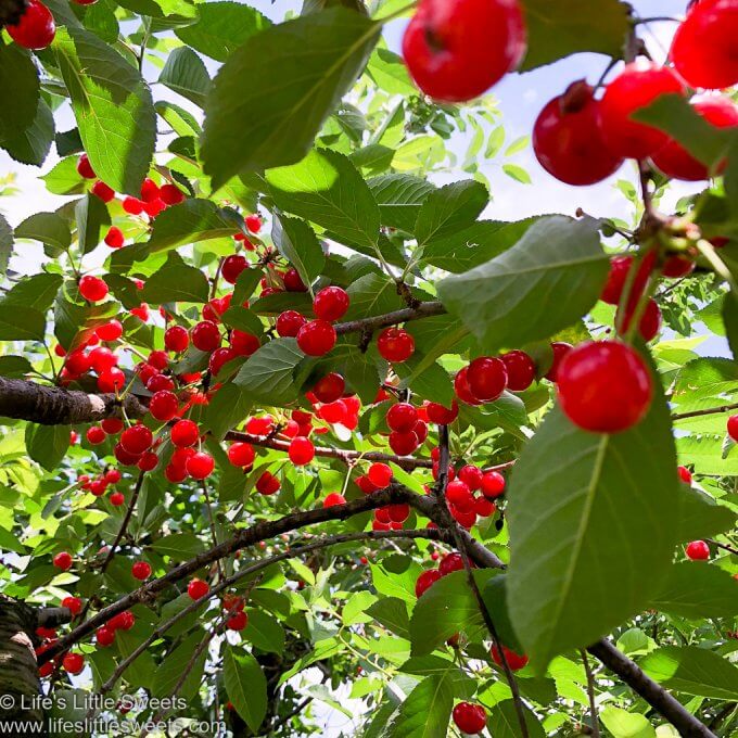 Locally grown Sour (Tart) Cherries in Solebury, PA