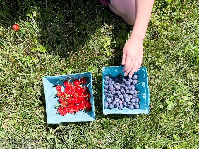 Pick Your Own Sour Cherries and Blueberries at Solebury Orchards www.lifeslittlesweets.com 680x1020