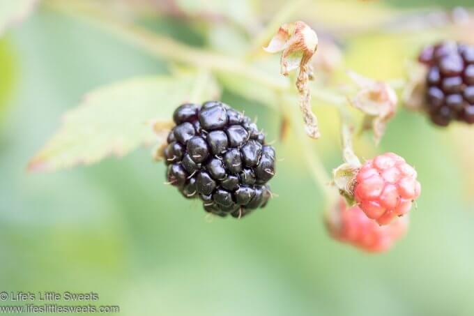 Blackberry Recipes Collection lifeslittlesweets.com Wild Blackberries