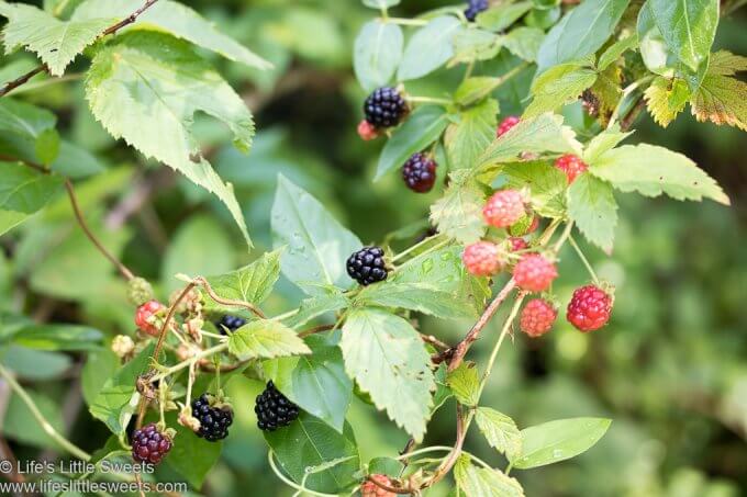 Blackberry Recipes Collection lifeslittlesweets.com Wild Blackberries 