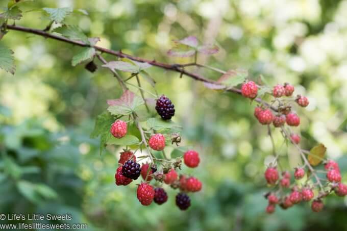 Blackberry Recipes Collection lifeslittlesweets.com Wild Blackberries 