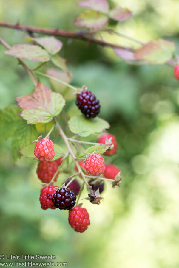 Blackberry Recipes Collection (Blackberry Season, Desserts, Breakfast