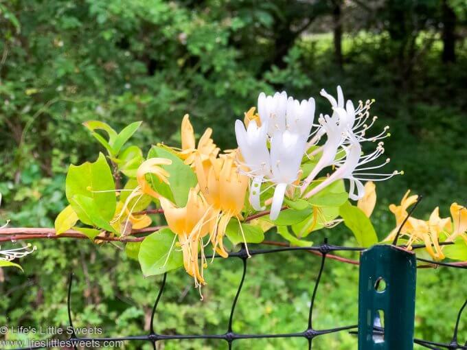 Honeysuckle Simple Syrup lifeslittlesweets.com