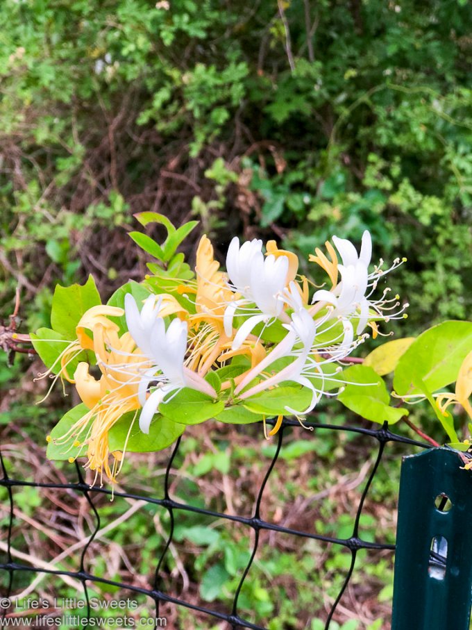 Honeysuckle Simple Syrup lifeslittlesweets.com