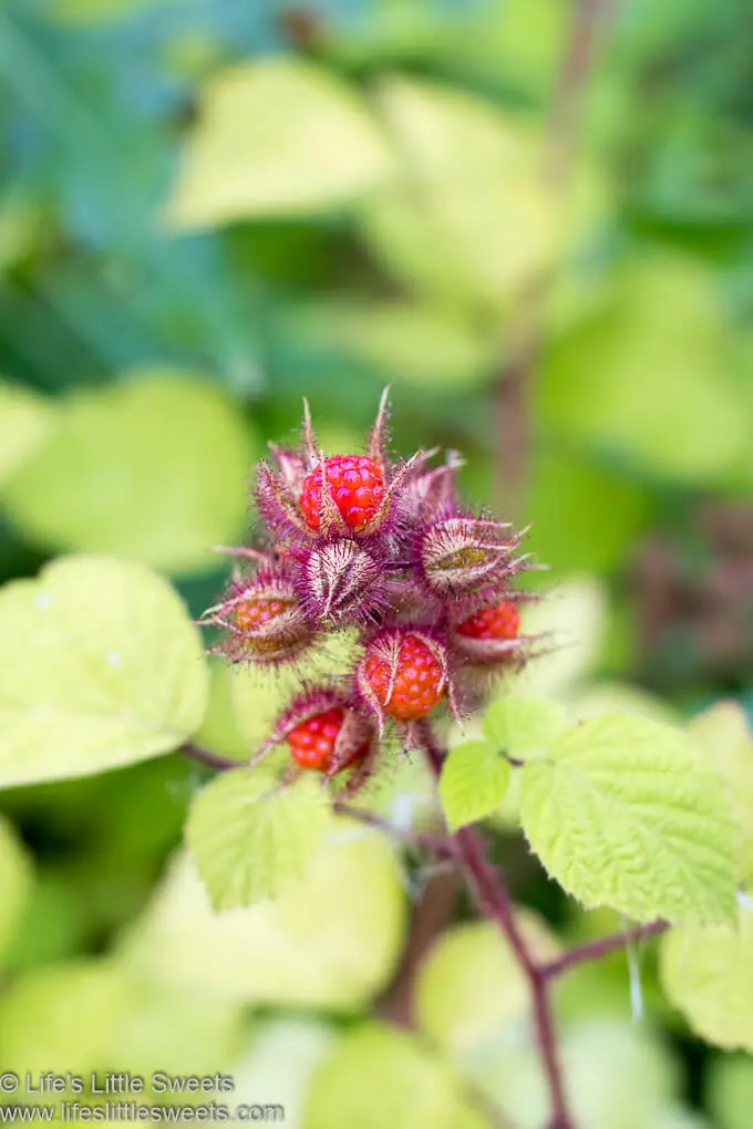 Wineberry Recipes Collection lifeslittlesweets.com