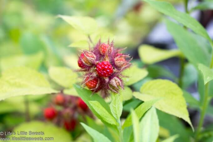 Wineberry Recipes Collection - wineberries growing in the wild lifeslittlesweets.com