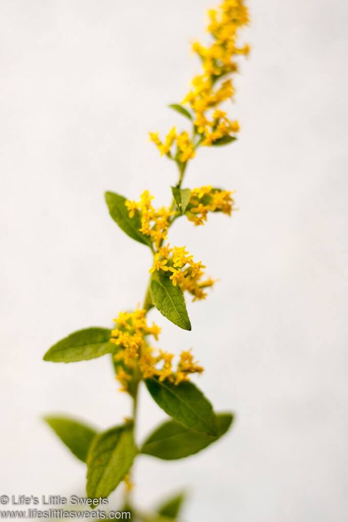 yellow blooming Goldenrod flower up close with a white background