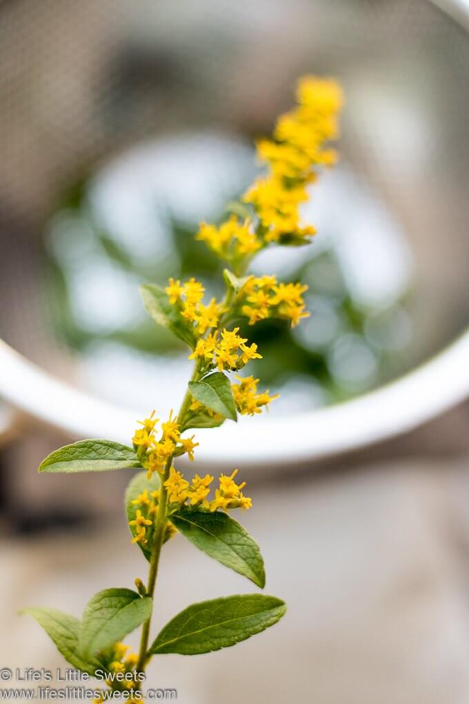 freshly cut blooming Goldenrod flowers and leaves