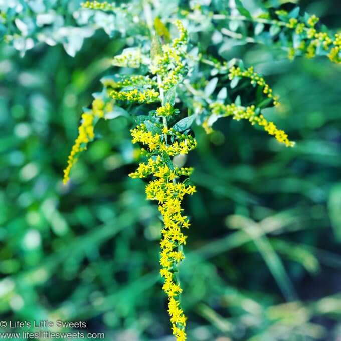 yellow, blooming, Goldenrod flower, close up in the sun