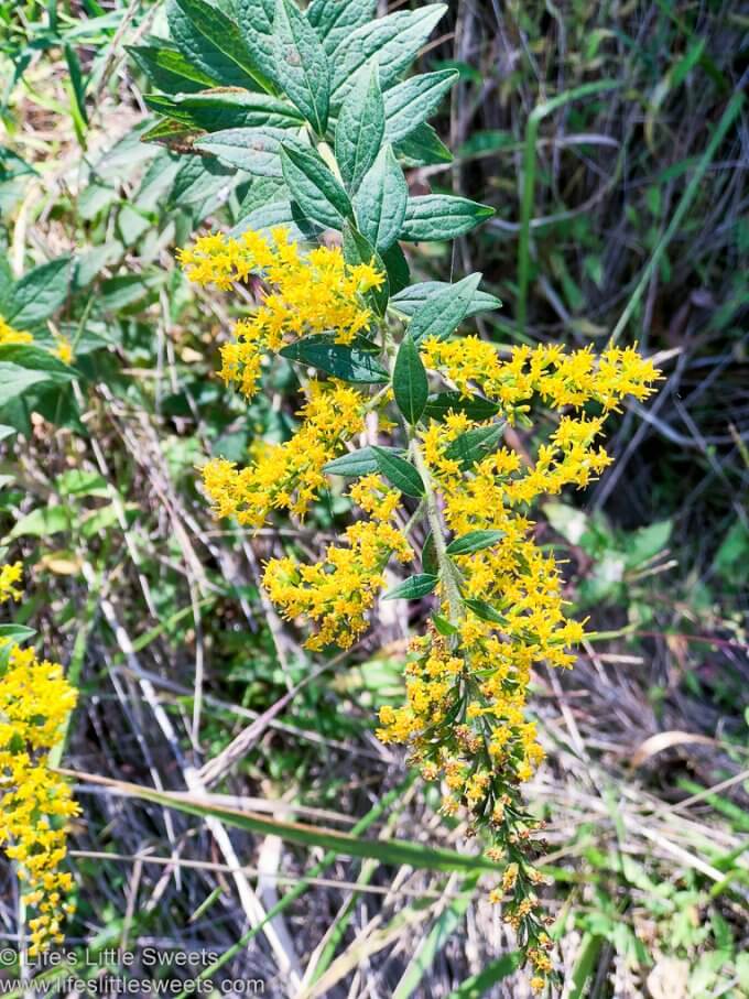 yellow Goldenrod flowers in the wild blooming