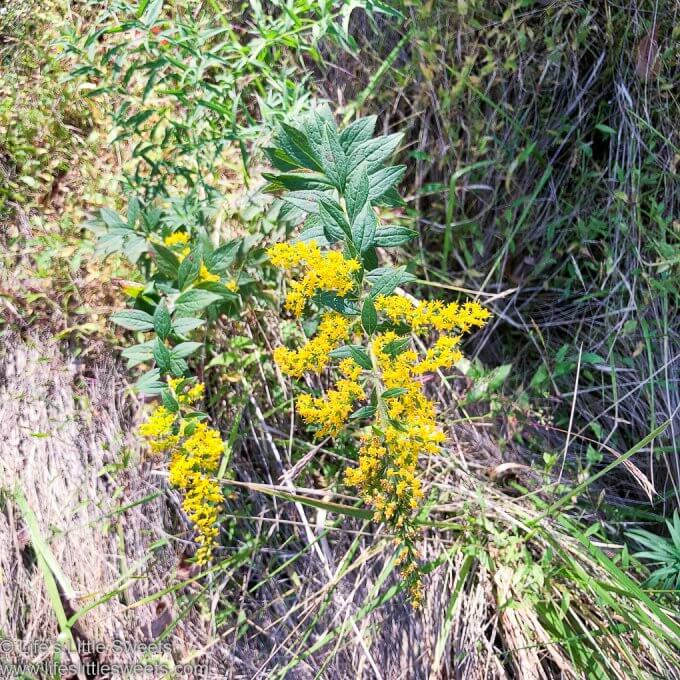 yellow, growing, Goldenrod flowers outside in the sun