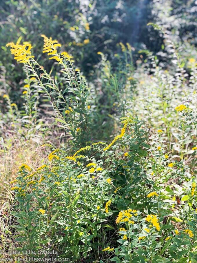 blooming, yellow, Goldenrod flowers in a field outside in the wild