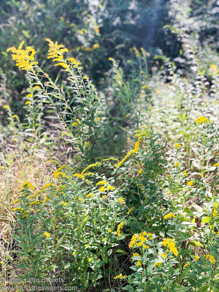 Goldenrod Recipes (Solidago, Edible Flower) Life's Little Sweets