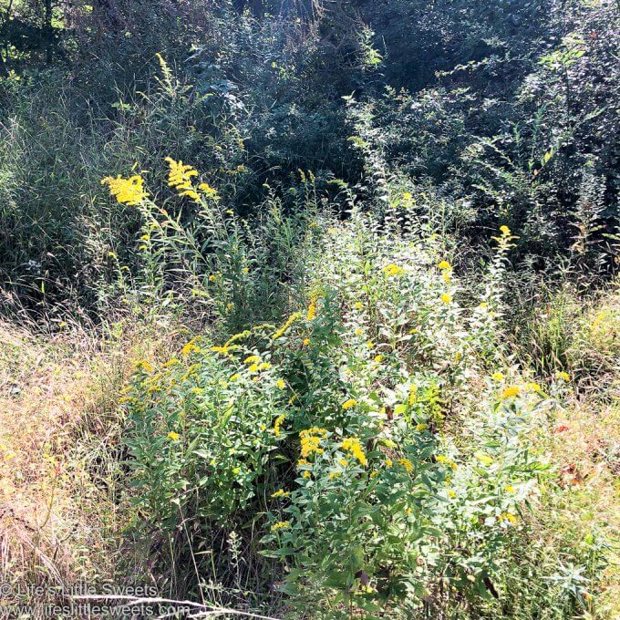 Goldenrod plants in a field in the wild, blooming