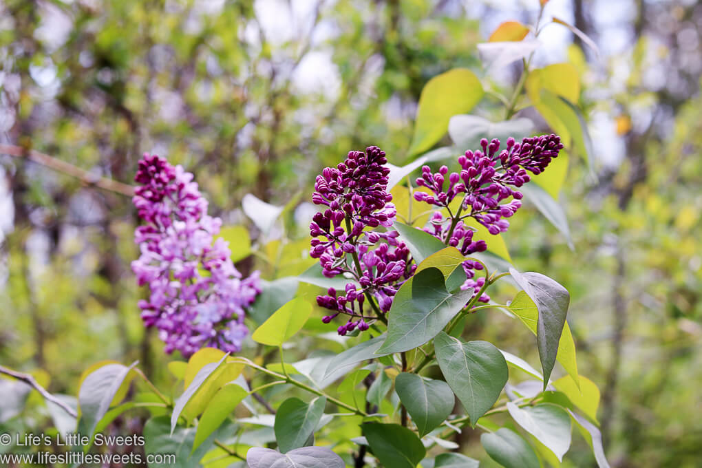 Lilac Recipes Collection (Edible, Foraged, Flowers) Life's Little Sweets