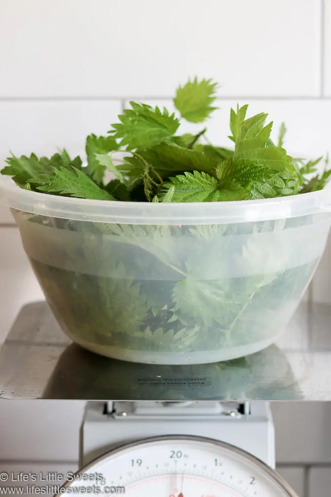 Nettle Pesto Recipe on a scale